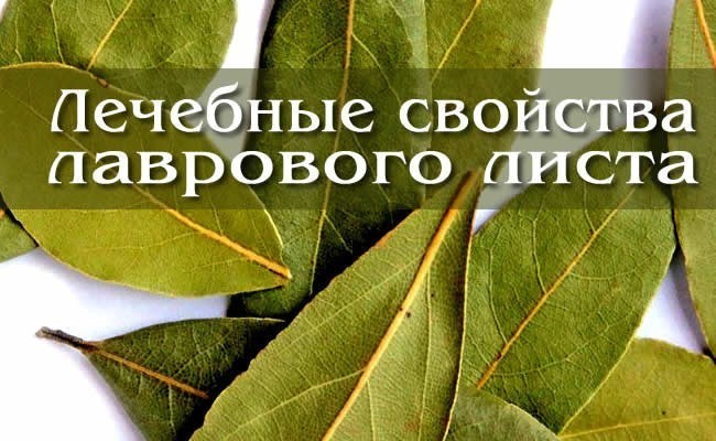 Лечебные свойства лаврового листа